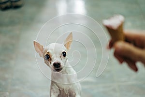 White chihuahua dog scared of the ice-cream cone