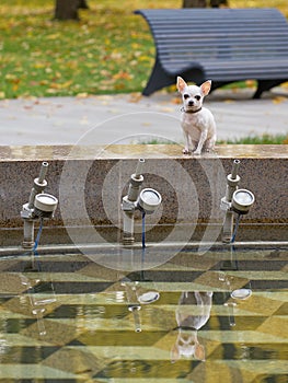A white chihuahua dog with a smile on its cute muzzle rests and poses in a park near a large stone fountain.