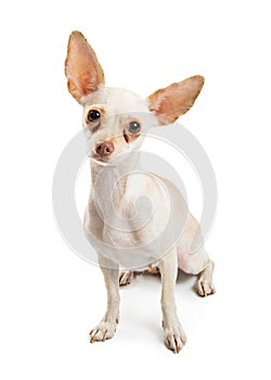 White Chihuahua Dog With Tear Stains