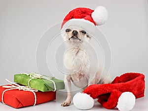 White  Chihuahua dog wearing Santa christmas hat  sitting beside red and green gift boxes and red scarf  on white background.