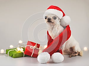 White  Chihuahua dog wearing Santa Claus hat and red scarf sitting , looking  at camera  on white background with red and green