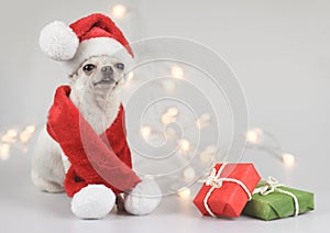 White  Chihuahua dog wearing Santa Claus hat and red scarf sitting on white background with red and green gift box and string