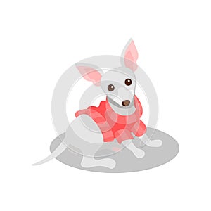 White chihuahua pedigree dog, cute puppy pet character vector Illustration on a white background
