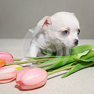 A white Chihuahua puppy looks away, with tulips nearby