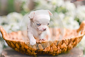 A white Chihuahua puppy sitting in a wicker dish