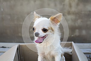 White chihuahua sitting in box