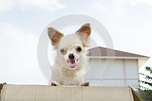 White chihuahua with skyl background