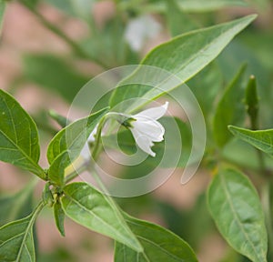 White chili flower