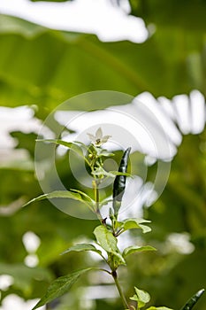 White chili flower with green pepper also attached to the pole and petiole in the garden. Green blur background.