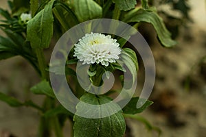 White China Aster flower or Callistephus chinensis beauty flower