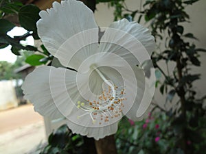 White china rose in selective focus with tree and rose on background