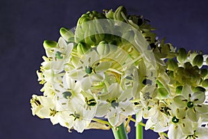 WHITE CHINCHERINCHEE FLOWERS