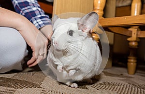 White chinchilla is near his owner. Woman is stroking her cute home pet