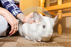 White chinchilla is near his owner. Woman is stroking her cute home pet