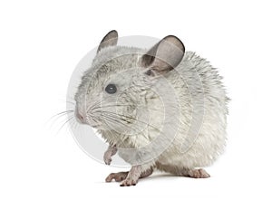 White chinchilla raising a paw, isolated