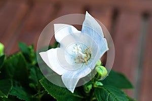 White Chinese Bellflower