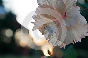 White chinese flower with sunlight