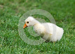 White Chinese Goose gosling