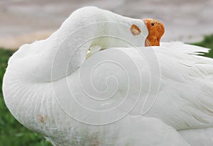 White Chinese goose sleeping