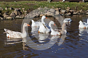 White Chinese Goose swimming
