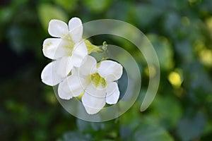 White Chinese violet