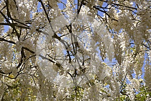 White Chinese wisteria in France