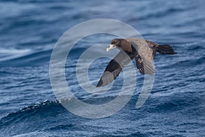 White-chinned Petrel in flight