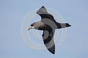 White-chinned Petrel in flight