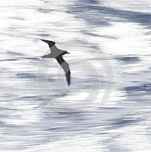 White-chinned Petrel, Procellaria aequinoctialis