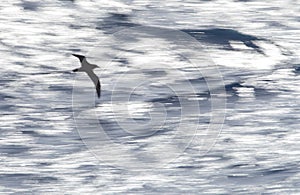 White-chinned Petrel, Procellaria aequinoctialis