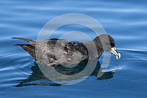 White-chinned Petrel, Procellaria aequinoctialis