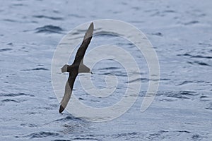 White-chinned Petrel, Procellaria aequinoctialis, in flight