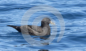 A White-chinned Petrel Procellaria aequinoctialis, floating effortlessly on top of a body of water. In South Africa