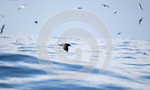 A White Chinned Petrel, Procellaria aequinoctialis, flying over the ocean in South Africa