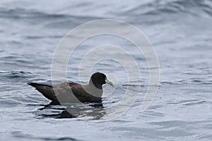 White-chinned Petrel, Procellaria aequinoctialis, on ocean