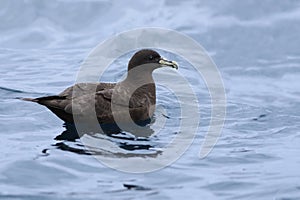 White-chinned Petrel, Procellaria aequinoctialis, at sea