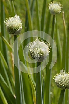 White chive flowers in the garden, Allium Fistulosum, close up