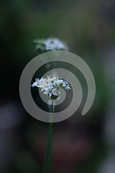 White chives. bloom all the time regardless of the season photo