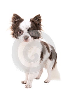 White with chocolate chihuahua dog isolated