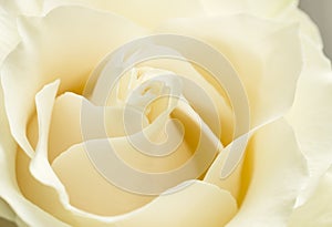 White Chocolate or Creme rose petals close up with soft focus. photo