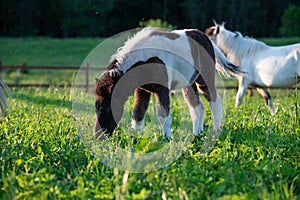 white-chocolate piebald pony-foal grazing in grass paddock at sunny evening