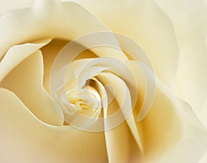 White Chocolate or Vendela rose petals close up with soft focus. photo
