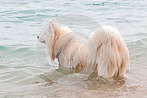 White chow chow bathing in the sea