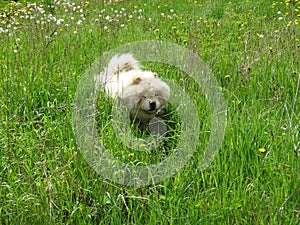 A white chow-chow dog in the grass.