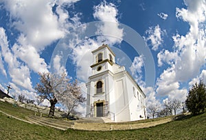 White christian chapel in Pecs with blooming almond tree in spring