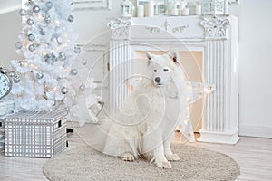 White Christmas decorations in studio with dog