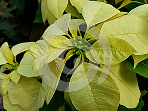 White Christmas flower