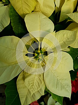 White Christmas flower