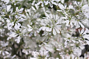 White Christmas flower blooming in garden background