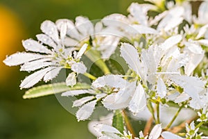 White Christmas flower, Pascuita.